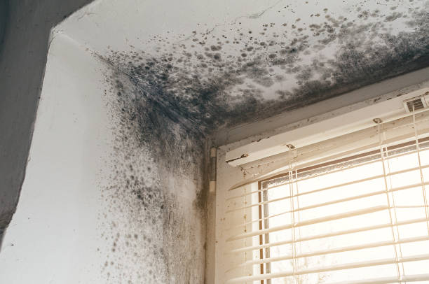 Trusted Attic Mold Removal service in Sparta, MI - Cheap Mold Removal